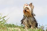 YORKSHIRE TERRIER 064
